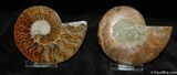 Very nice Inch Split Ammonite Pair #588-1